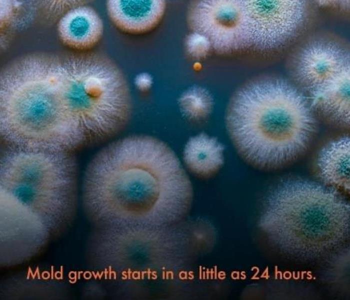 Mold is shown with different colors including green and yellow, caption reads Mold growth starts in as little as 24 hours.